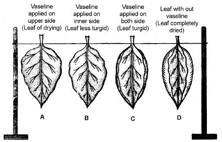 ""CBSE-Class-11-Biology-Respiration-In-Plants-31