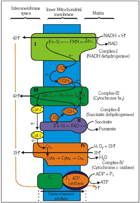 ""CBSE-Class-11-Biology-Respiration-In-Plants-5