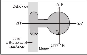 ""CBSE-Class-11-Biology-Respiration-In-Plants-6