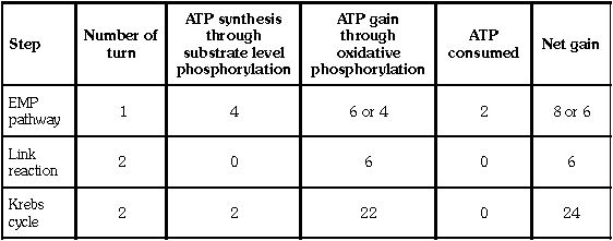 ""CBSE-Class-11-Biology-Respiration-In-Plants-7