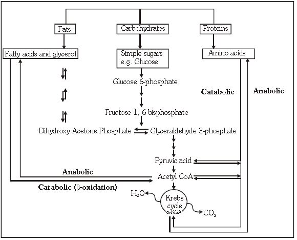 ""CBSE-Class-11-Biology-Respiration-In-Plants-8