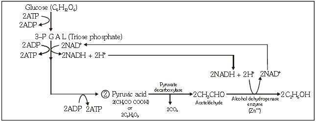 ""CBSE-Class-11-Biology-Respiration-In-Plants-9