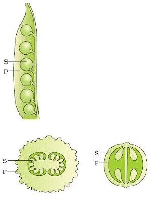 "CBSE-Class-12-Biology-Reproduction-In-Organisms-3"