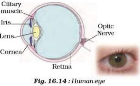 ""CBSE-Class-8-Science-Light-1