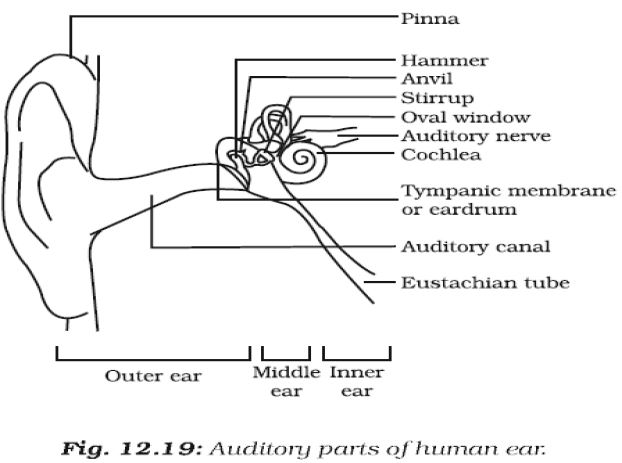 ""CBSE-Class-9-Science-Sound-2