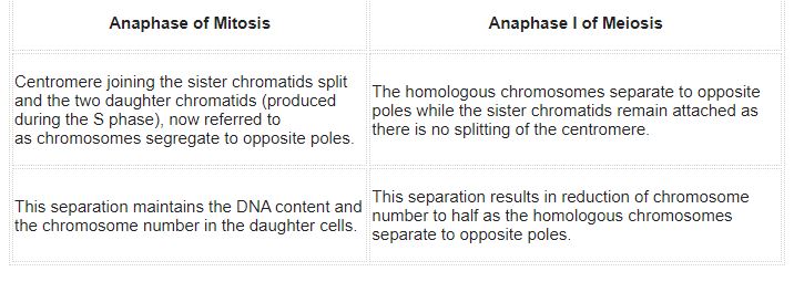 ""NCERT-Solutions-Class-11-Biology-Chapter-10-Cell-Cycle-and-Cell-Division-1