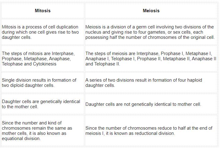 ""NCERT-Solutions-Class-11-Biology-Chapter-10-Cell-Cycle-and-Cell-Division-2