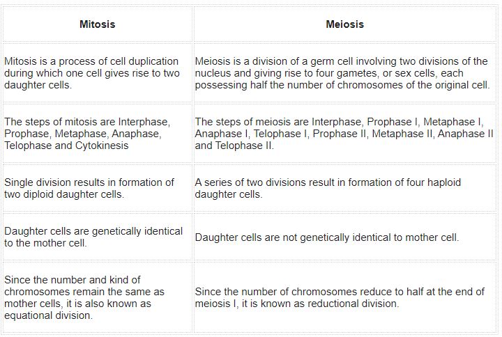 ""NCERT-Solutions-Class-11-Biology-Chapter-10-Cell-Cycle-and-Cell-Division-2