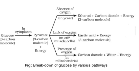 cbse-class-10-biology-life-processes-nutrition-in-animals-worksheet