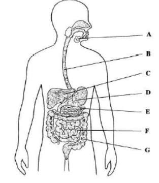 cbse-class-10-biology-life-processes-nutrition-in-animals-worksheet