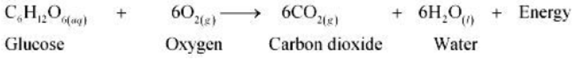 cbse-class-10-chemistry-chemical-reactions-and-equation-worksheet-set-d