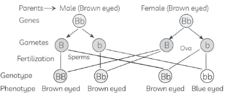 cbse-class-10-science-sample-paper-2023-set-a