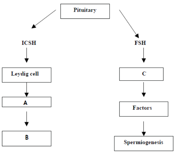 cbse-class-12-biology-hots-human-reproduction