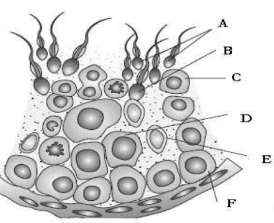 cbse-class-12-biology-hots-human-reproduction