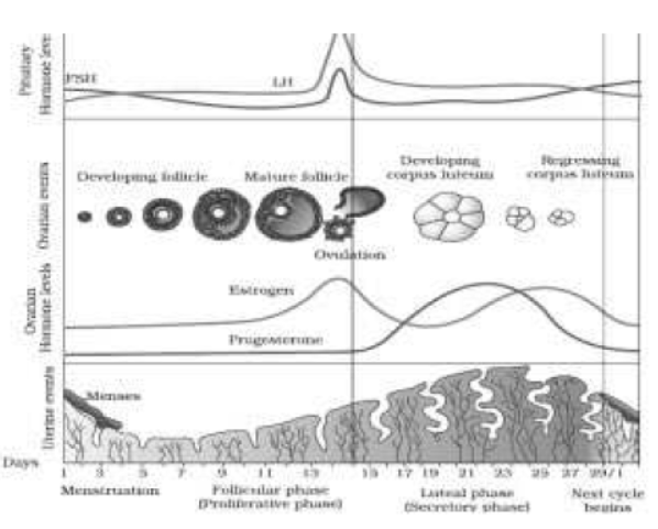 cbse-class-12-biology-hots-human-reproduction