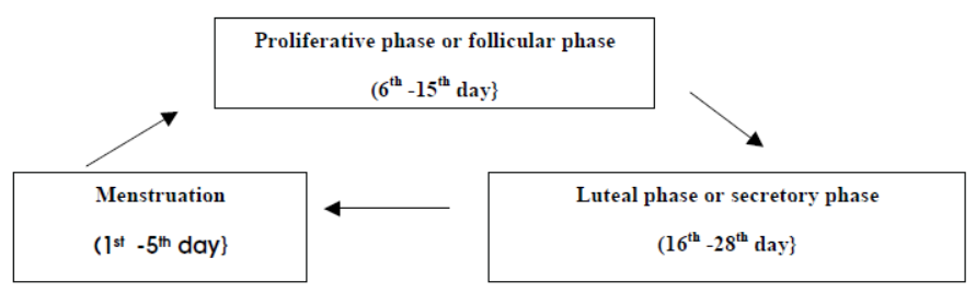 cbse-class-12-biology-hots-human-reproduction