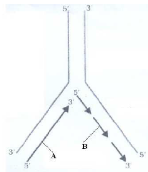 cbse-class-12-biology-hots-molecular-basis-of-inheritance