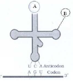 cbse-class-12-biology-hots-molecular-basis-of-inheritance