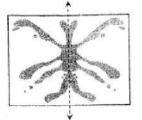 cbse-class-6-maths-symmetry-hots