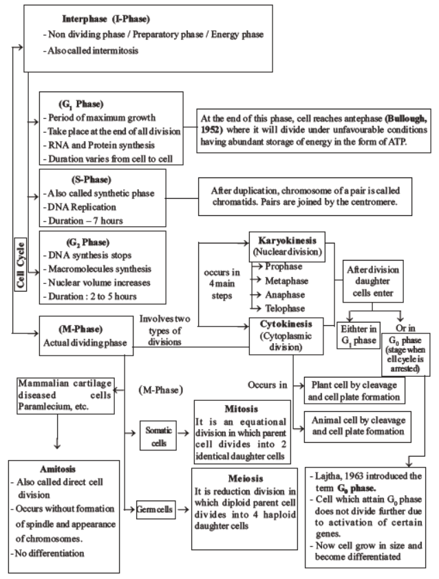 neet-biology-cell-cycle-mcqs-set-b