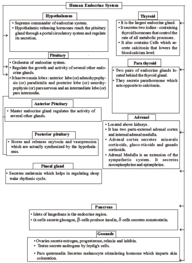 neet-biology-chemical-coordination-and-control-mcqs-set-b