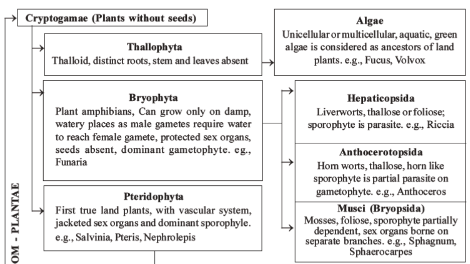 neet-biology-classification-of-plant-kingdom-mcqs-set-a