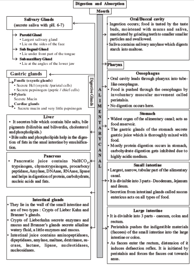 neet-biology-digestion-and-absorption-mcqs-set-c