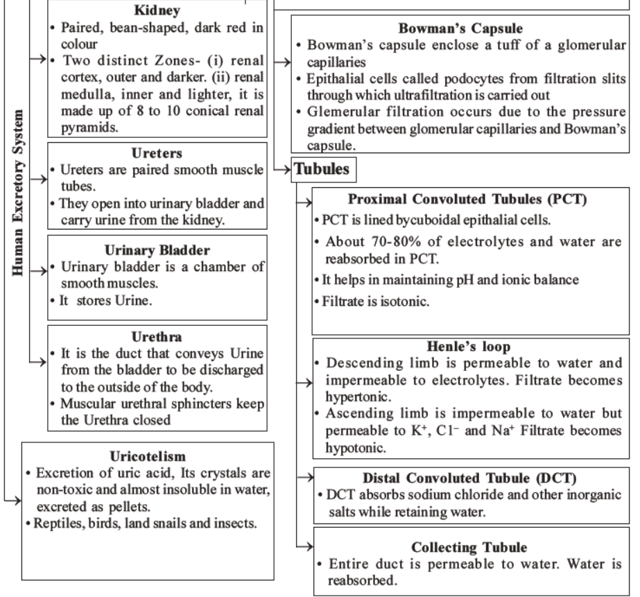 NEET-Biology-Excretory-Products-and-Their-Elimination-MCQs-Set-B