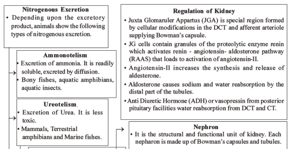 NEET-Biology-Excretory-Products-and-Their-Elimination-MCQs-Set-B