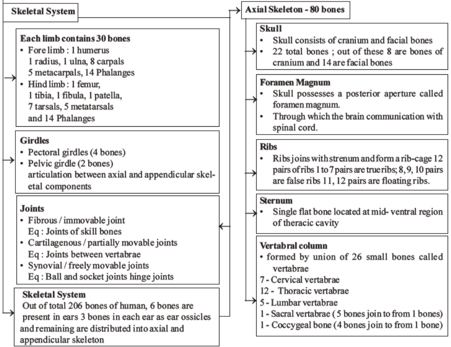 neet-biology-locomotion-and-movement-mcqs-set-a