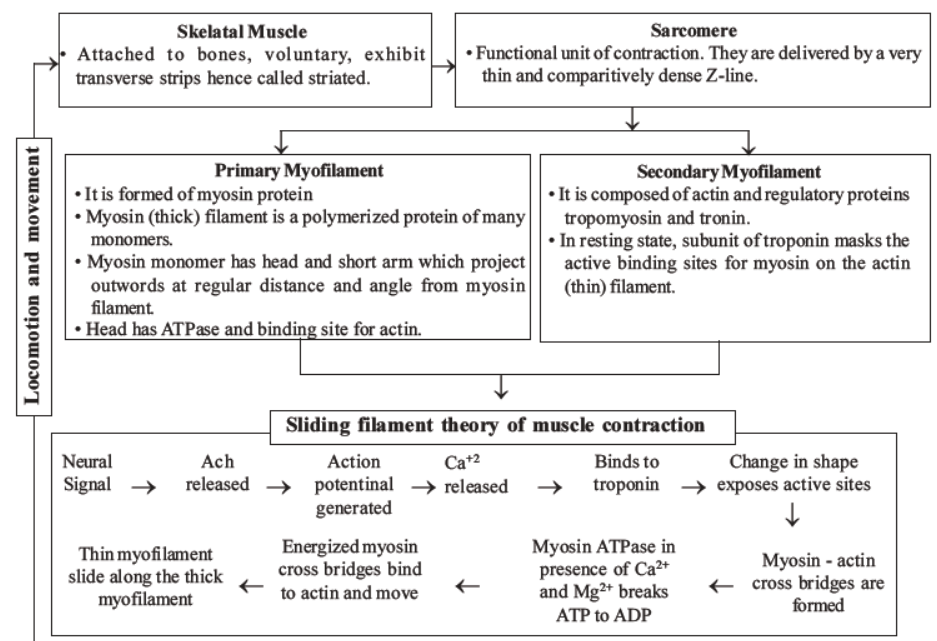 neet-biology-locomotion-and-movement-mcqs-set-a