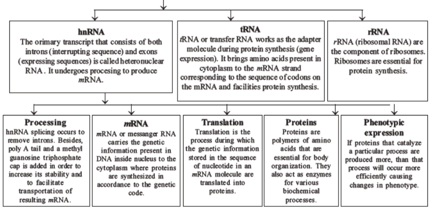 neet-biology-molecular-basis-of-inheritance-mcqs-set-a