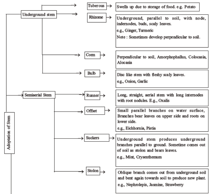 neet-biology-morphology-of-plants-mcqs-set-a