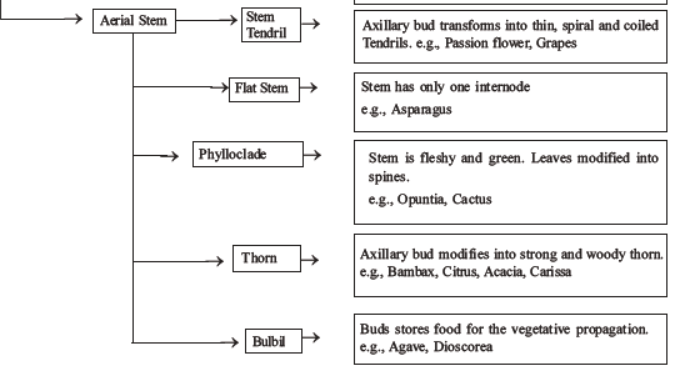 neet-biology-morphology-of-plants-mcqs-set-a