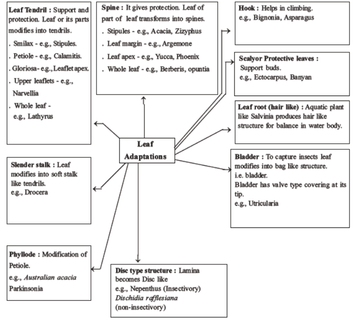 neet-biology-morphology-of-plants-mcqs-set-a