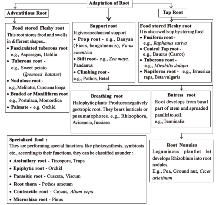 neet-biology-morphology-of-plants-mcqs-set-a