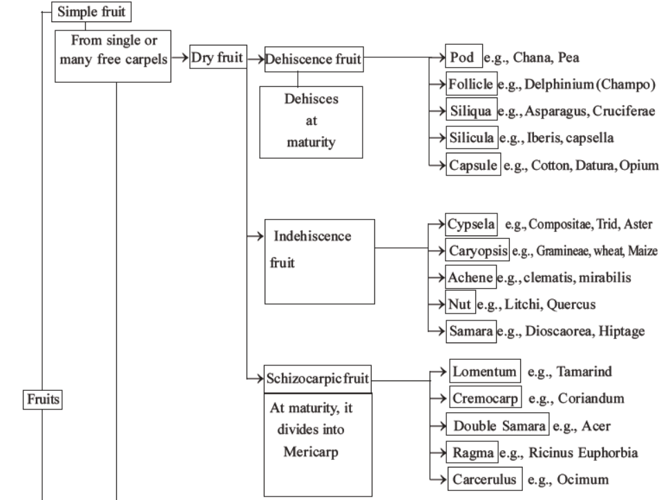 neet-biology-morphology-of-plants-mcqs-set-c