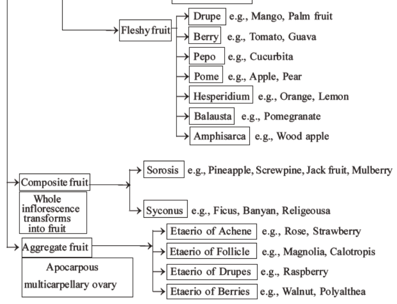 neet-biology-morphology-of-plants-mcqs-set-c