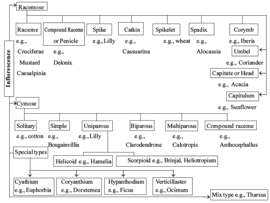 neet-biology-morphology-of-plants-mcqs-set-c