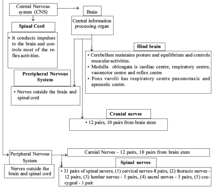 neet-biology-neural-control-and-coordination-mcqs-set-a