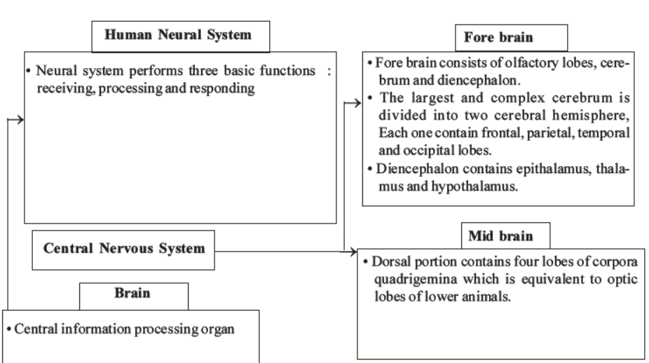 neet-biology-neural-control-and-coordination-mcqs-set-a