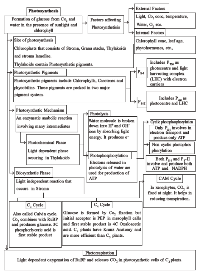 neet-biology-photosynthesis-mcqs-set-a