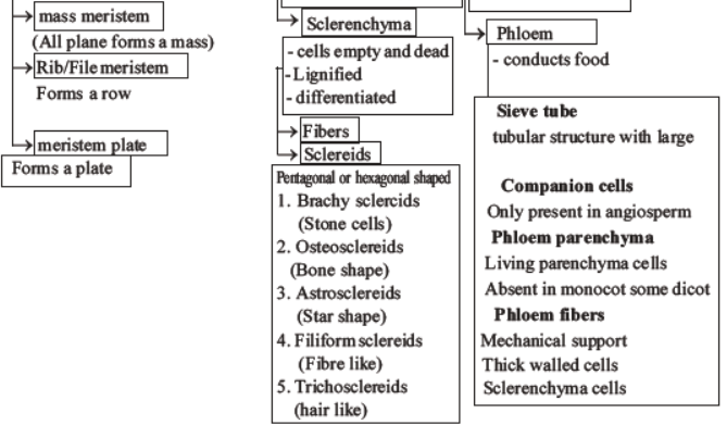 neet-biology-plant-anatomy-plant-tissues-mcqs-set-a