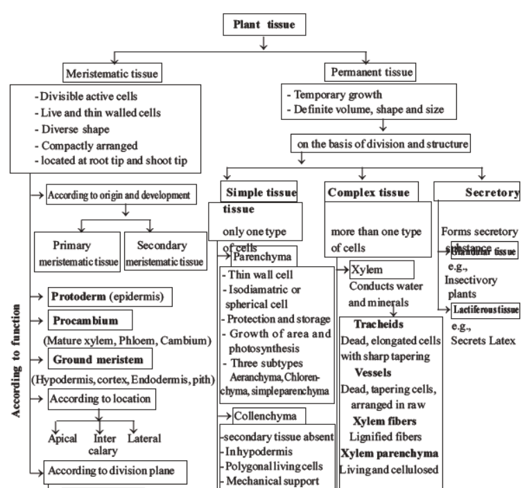 neet-biology-plant-anatomy-plant-tissues-mcqs-set-a