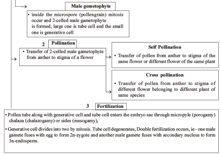 neet-biology-reproduction-in-flowering-plants-mcqs-set-a