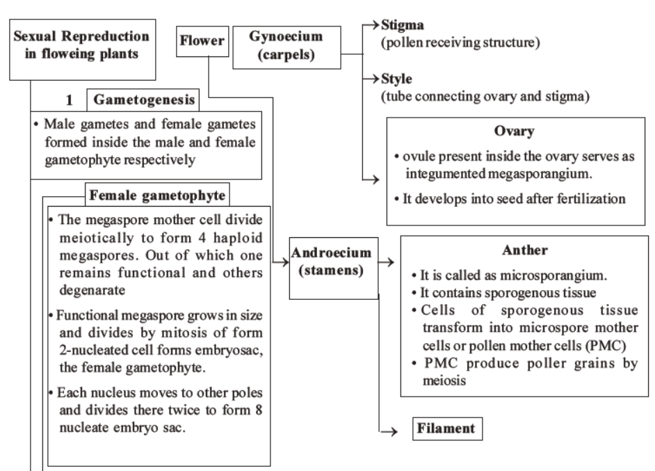 neet-biology-reproduction-in-flowering-plants-mcqs-set-a