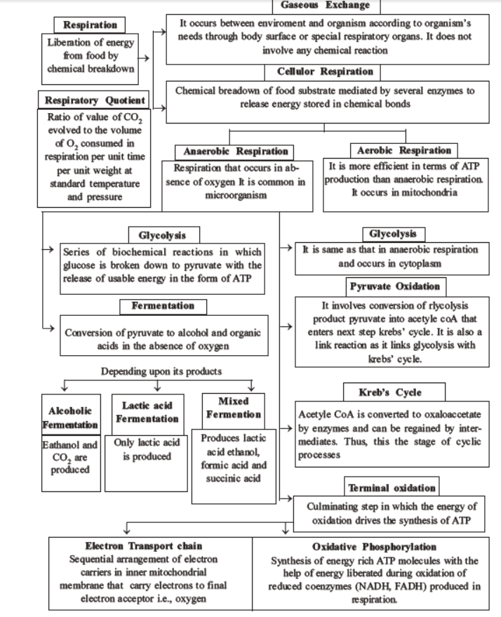 neet-biology-respiration-mcqs-set-a