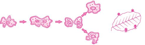 ""CBSE-Class--10-Biology-How-Do-Organisms-Reproduce-11