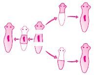 ""CBSE-Class--10-Biology-How-Do-Organisms-Reproduce-3
