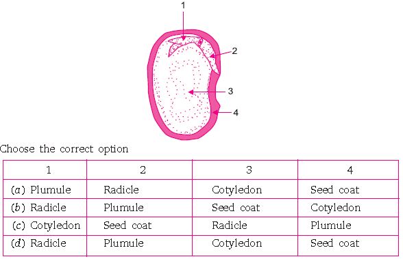 ""CBSE-Class--10-Biology-How-Do-Organisms-Reproduce-5